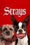 Nonton film Strays (2023) terbaru di Dutamovie21 Nonton film Strays (2023) terbaru di Dutamovie21